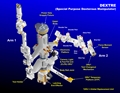 Quelle: CSA - Dextre Detailbezeichnungen